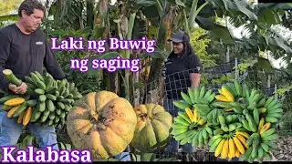 Harvest today: Saging at kalabasa