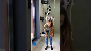 Весёлые будни с лемурами Марго и Джулианом 😸