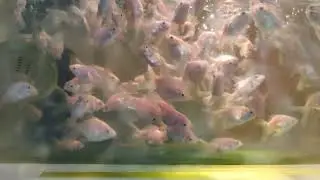 Goldfish Slowmo