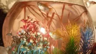 molly fishesماهی آکواریومی زنده زای مولی طلایی