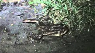 toad walk