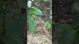 Секреты выращивания перца 