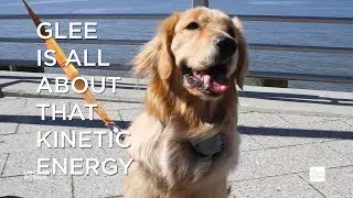 The Power Lab: Glee Tries an Energy Generating Dog Collar Attachment | Uncharted Power