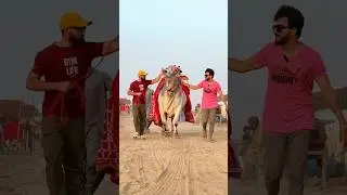 WORLD BIGGEST SIBI BULL 😱