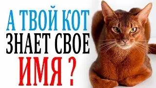 HOW TO TRAIN A CAT TO RESPOND TO ITS NAME