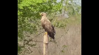 Наблюдение за птицами Орлан-белохвост и его птенцы Birdwhatching White- Tailed Eagle And Its Chicks