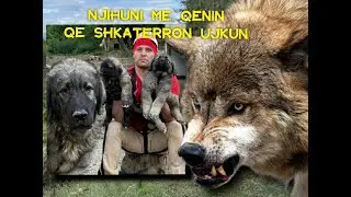 Njihuni me qenin që shkatërron ujkun
