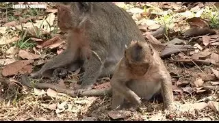 How Sweet Pea find Food ? - Sweet Pea Monkey Need Insect To Gain Weigh.