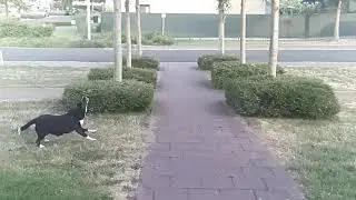 My dog Indy got the ball in slow motion