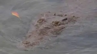 Bonus content   crocodile