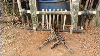 lam hlwb create amazing bamboo trap to catch civets  eat chicken in the  cow pasture