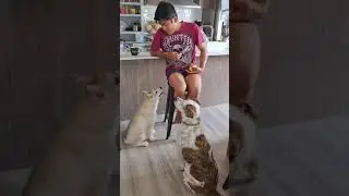 Today's Lesson Part 1: Addition with Charlie, our Husky