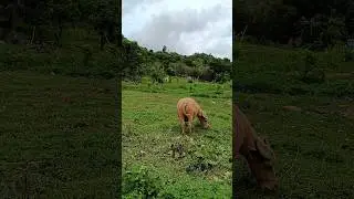 Ang Ganda Talaga Mamuhay Sa Probinsya #buhayprobinsya #shorts
