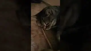 простой кот