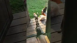 Утренний Движ с Котиками #котики