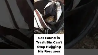 Cat Found in Trash Bin Can't Stop Hugging His Rescuers #cat #catvideos #catlover