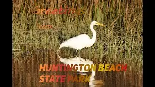 Birding with the Sigma 150-600mm and Nikon D7500 at Huntington Beach SC