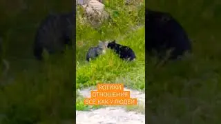 Котики. Отношения. Всё, как у людей. #motivation #meditation #love