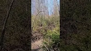ТАЙГА БЕРЕТ СВОЕ!