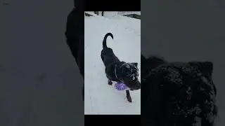 Ротвейлер Тай и гости!
