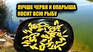 30кг Рыбы! Эта хитрая Насадка не оставит без улова даже самого не опытного рыбака