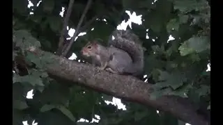 Как кричит БЕЛКА