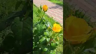 Желтая роза