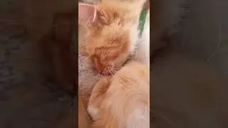#кот #cat #магия #magic #котспит #рыжийкот #shorts
