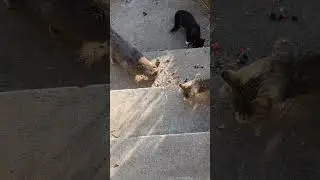 Easy food becomes scarce. Cat needs to work harder hunt bird, mice, lizard, snake to live.