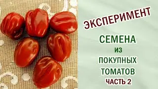 Томаты из покупных. Эксперимент часть 2. Подводим итог. 