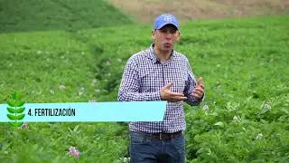 Las cinco claves de éxito en el cultivo de papa