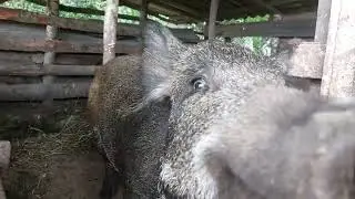 Wild boars in domestic keeping.