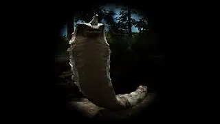 Cursed Stone Cobra  - Black Desert Online