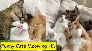 Top 10 Cats 2022  - Funny Cat Videos 2022 - Cat 2022 - 8 Out Of 10 Cats Does Countdown 2022 