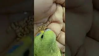 নতুন অতিথি বাজীগর #funny #bird#cute