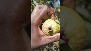 What are the benefits of this rare African fruit? #discovermyafrica #GetFitWithTimo #shortsafrica