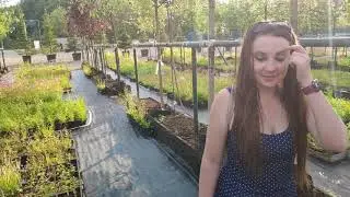 Обзорочка питомника декоративных культур Рождствено :)