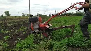 Плуг ПЦ 1-18 запахиваю горчицу.