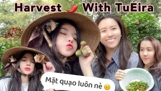 [Bách Hợp] TuEira: Harvest 🌶️ With TuEira - Daily Life Vlog - Couple Lesbian LGBT