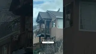 Dog goes MISSING - Found on the ROOF #shorts #dog