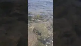 Respect #shorts Sound of the Black Sea #seasound #sea #waves #wavesounds