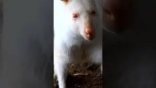 UM CANGURU ALBINO NA AUSTRÁLIA 👀🫢 vídeo completo no canal. 