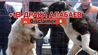 +18 ДРАКА АЛАБАЕВ!! алабай/драка/щенки
