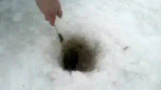 Рыбалка зимой 2019 на сети ,огромный толстолобик не пролез в лунку!!