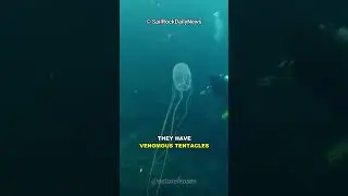 You Should Never Touch This Animal!