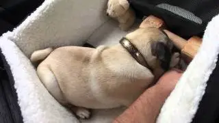 Oliver - pug travelling
