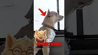 Пёс ездит на автобусе к возлюбленной уже 3 года!