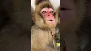 #monkey #animals #babymonkey #memes #cute #monkeybaby #funny #monkeyvideo