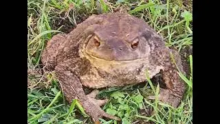 One Winged Toad