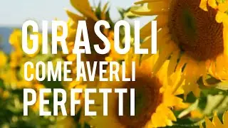 Coltivare Girasoli perfetti 🌻 Trucchi e Consigli
